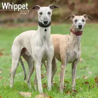 Avonside Publishing Ltd. Whippet Kalender 2027