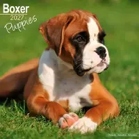 Avonside Publishing Ltd. Boxer-Welpen Kalender 2027