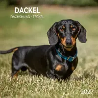 Tushita Dackel Kalender 2027