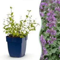 Green Boutiq - Stauden - Nepeta rac. Grog - Katzenminze - Bienchen- und Schmetterlingsanzieher - Blau - 12 Pflanzen - Topf 11cm - Höhe 15-25cm