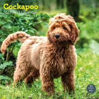 Baker & Bray Cockapoo Kalender 2027