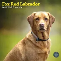 Baker & Bray Labrador-Retriever Fuchsrot Kalender 2027