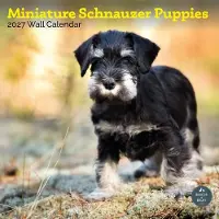 Baker & Bray Miniatur-Schnauzer-Welpen-Kalender 2027