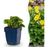 Green Boutiq - Stauden - Waldsteinia ternata - Erdbeerkraut - Bodendecker - Gelb - 1 Pflanzen - Topf 11cm - Höhe 15-25cm
