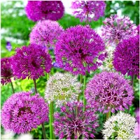 Markenlos Allium Zwiebeln Gartenmix (100 Stk.) - Zierlauch Zwiebeln - Winterharte Stauden - Geeignet für Kübel, Garten, Terrasse und Balkon