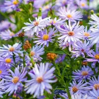 Arborix 6 x Herzblatt-Aster 'Little Carlow' Aster cordifolius Topf 9cm Herbstblüher