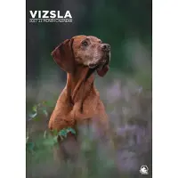 CalendarsRUs Vizsla A3 Kalender 2027