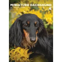 CalendarsRUs Miniatur-Dackel A3-Kalender 2027