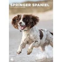 CalendarsRUs Welsh Springer Spaniel A3 Kalender 2027
