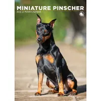 CalendarsRUs Zwergpinscher A3 Kalender 2027