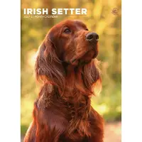 CalendarsRUs Irischer Setter A3 Kalender 2027