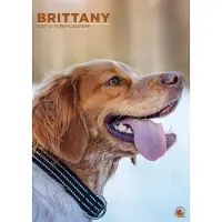 CalendarsRUs Brittany-Spaniel A3-Kalender 2027