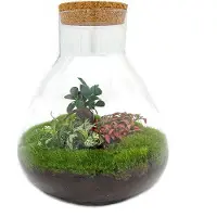 OEM Bonsai-Terrarium Sam XL grün 35 cm