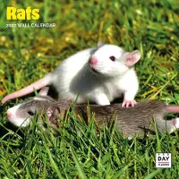 Dayplanner Ratten Kalender 2027
