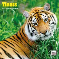 Dayplanner Tigerkalender 2027