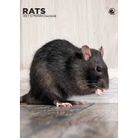 CalendarsRUs Ratten A3 Kalender 2027