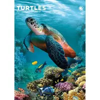 CalendarsRUs Schildkröten A3-Kalender 2027