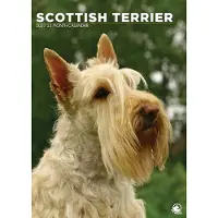 CalendarsRUs Scottish Terrier A3-Kalender 2027