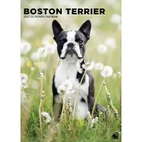 CalendarsRUs Boston-Terrier A3-Kalender 2027