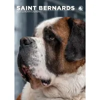 CalendarsRUs Sint Bernard A3-Kalender 2027