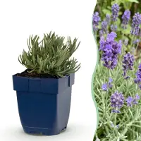 Green Boutiq - Stauden - Lavandula ang. Dwarf Blue - Lavendel - Duftend - Violett - 6 Pflanzen - Topf 11cm - Höhe 15-25cm