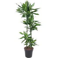 Famanu Dracaena Cintho - 150 cm - ø27