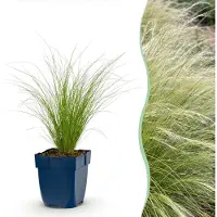 Green Boutiq - Gräser - Stipa tenuissima Ponytails - Federgras - Immergrün - Grün - 6 Pflanzen - Topf 11cm - Höhe 15-25cm