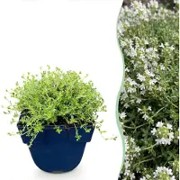 Green Boutiq - Stauden - Thymus praecox Albiflorus - Weiße Kriech-Thymian - Duftend - Weiß - 12 Pflanzen - Topf 11cm - Höhe 15-25cm