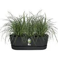 Elho Greenville Schwarzer Pflanztopf - Durchmesser 52 cm