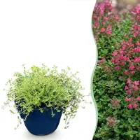 Green Boutiq - Stauden - Thymus praecox Red Carpet - KriechThyme - Duftend - Rot-Rosa - 24 Pflanzen - Topf 11cm - Höhe 15-25cm