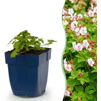 Green Boutiq - Stauden - Geranium macr. Spessart - Storchschnabel - Bodendeckend - Weiß-Rosa - 24 Pflanzen - Topf 11cm - Höhe 15-25cm