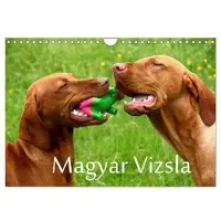 CALVENDO Magyar Vizsla (Wandkalender 2024 DIN A4 quer), Monatskalender: Ungarische Vorstehhunde mit Charme und Herz (Tiere)
