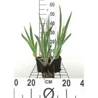 GRDplanten 6 x Iris (germ.) 'Black Knight' - Schwertlilie - Topf 9 x 9 cm
