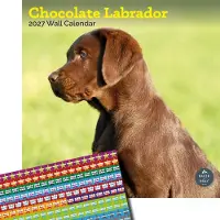 Baker & Bray Brauner Labrador Retriever Kalender 2027