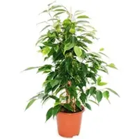 Exotenherz Ficus Benjamini Anastasia Birkenfeige 14cm