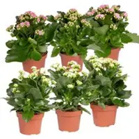 Pflanzen-Kölle Kalanchoe 'Calandiva', weiß & rosa, Topf-Ø 12 cm, Höhe ca. 20-30 cm, 6er-Set