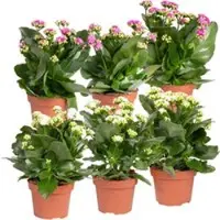 Pflanzen-Kölle Kalanchoe 'Calandiva', weiß&violett, Topf-Ø 12 cm, Höhe ca. 20-30 cm, 6er-Set