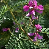 Arborix Indigostrauch 'Gerardiana' Indigofera heterantha 40 bis 60 cm im Container Schnittverträglich