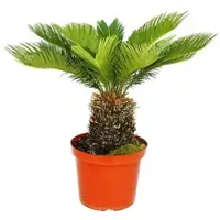 Exotenherz Cycas Revoluta Japanischer Palmfarn im 28cm Topf