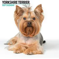 Magnet & Steel Moderner Yorkshire‑Terrier‑Kalender 2027