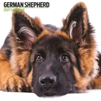 Magnet & Steel Moderner Deutscher Schäferhund Kalender 2027