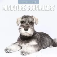 Red Robin Miniatur-Schnauzer Kalender 2027