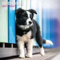Magnet & Steel Border-Collie-Kalender 2027