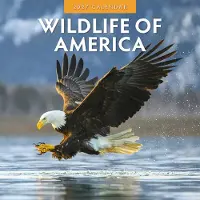 Red Robin Wildlife of America Kalender 2027