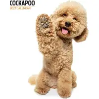 Magnet & Steel Moderner Cockapoo-Kalender 2027