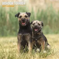 Magnet & Steel Border-Terrier Kalender 2027