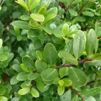 Arborix Japanische Stechpalme 'Dark Green' Ilex crenata 20 bis 30 cm im Container Kompakt