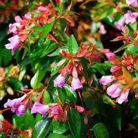 Arborix Abelie 'Edward Goucher' Abelia 50 bis 60 cm im Container Herbstfärbung