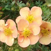 Arborix Fingerstrauch 'Daydawn' Potentilla fruticosa 25 bis 30 cm im Container Großblütig