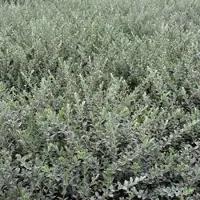 Arborix Sand-Kriechweide Salix repens nitida 50 bis 60 cm im Container Gelbe Kätzchen